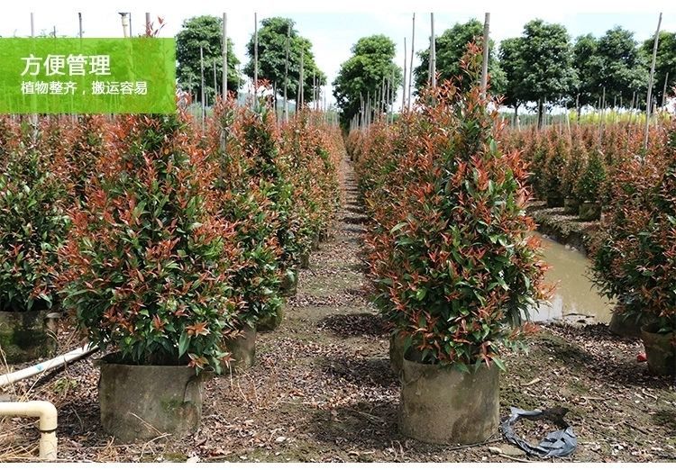 无纺布美植袋 阳台种植与果树育苗的革新选择