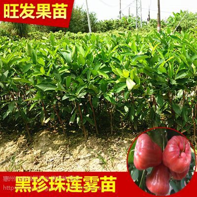 黑珍珠莲雾果苗 高产易管理，南北方皆宜的优质果树种植选择
