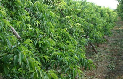 春季果树种植全攻略 把握关键要点，确保苗木茁壮成长