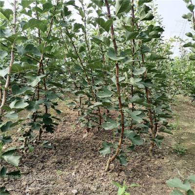 青藤农业 长期供应优质耐旱山楂苗，助您开启高效果树种植新篇章