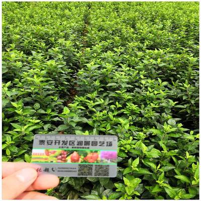 响富苹果树苗 品种价值、种植技术与市场前景全解析