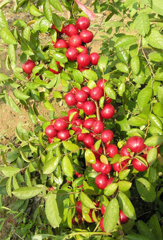 南方种植新品种钙果苗 当年结果的希望与栽培要点