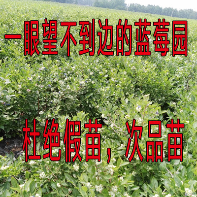蓝莓盆栽 南方北方皆可种植，当年结果耐寒庭院果树指南