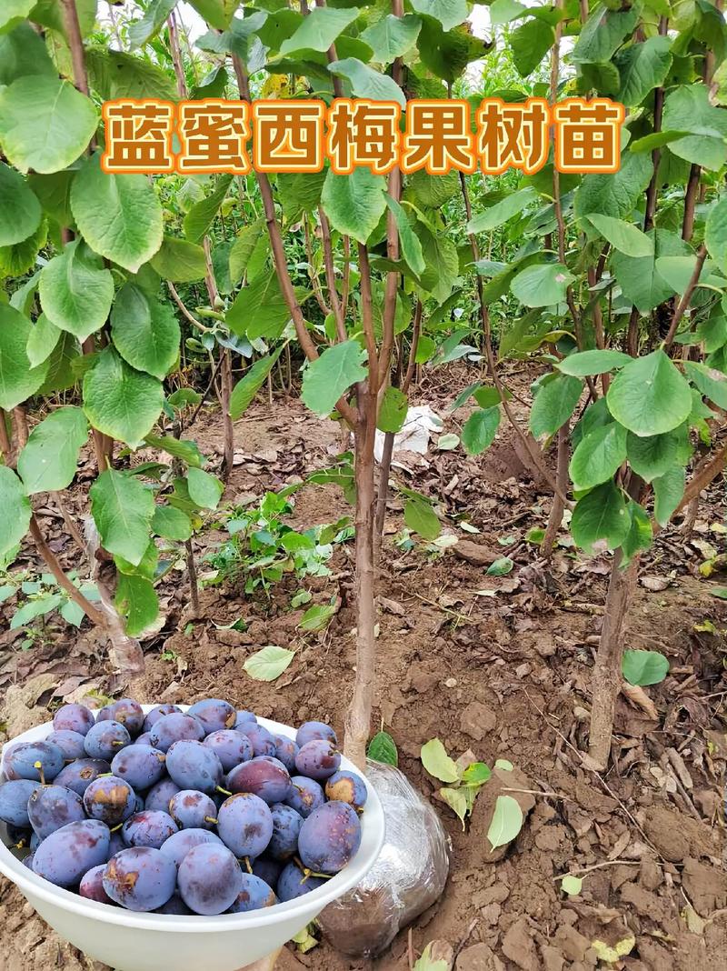 蓝蜜西梅果树苗 南北皆宜的优质果树种植选择