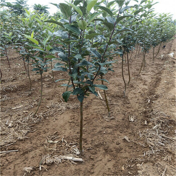 自家出售1公分鸡心果树苗与苹果树苗的嫁接技术及种植指南