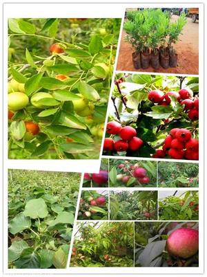 根系发达枣树苗热销 价格、厂家与果树种植全解析