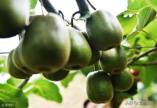 2019年果树种植指南 十类高利润品种推荐