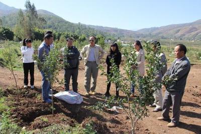 秋季栽种果树 六个关键技术要点助力成活与生长