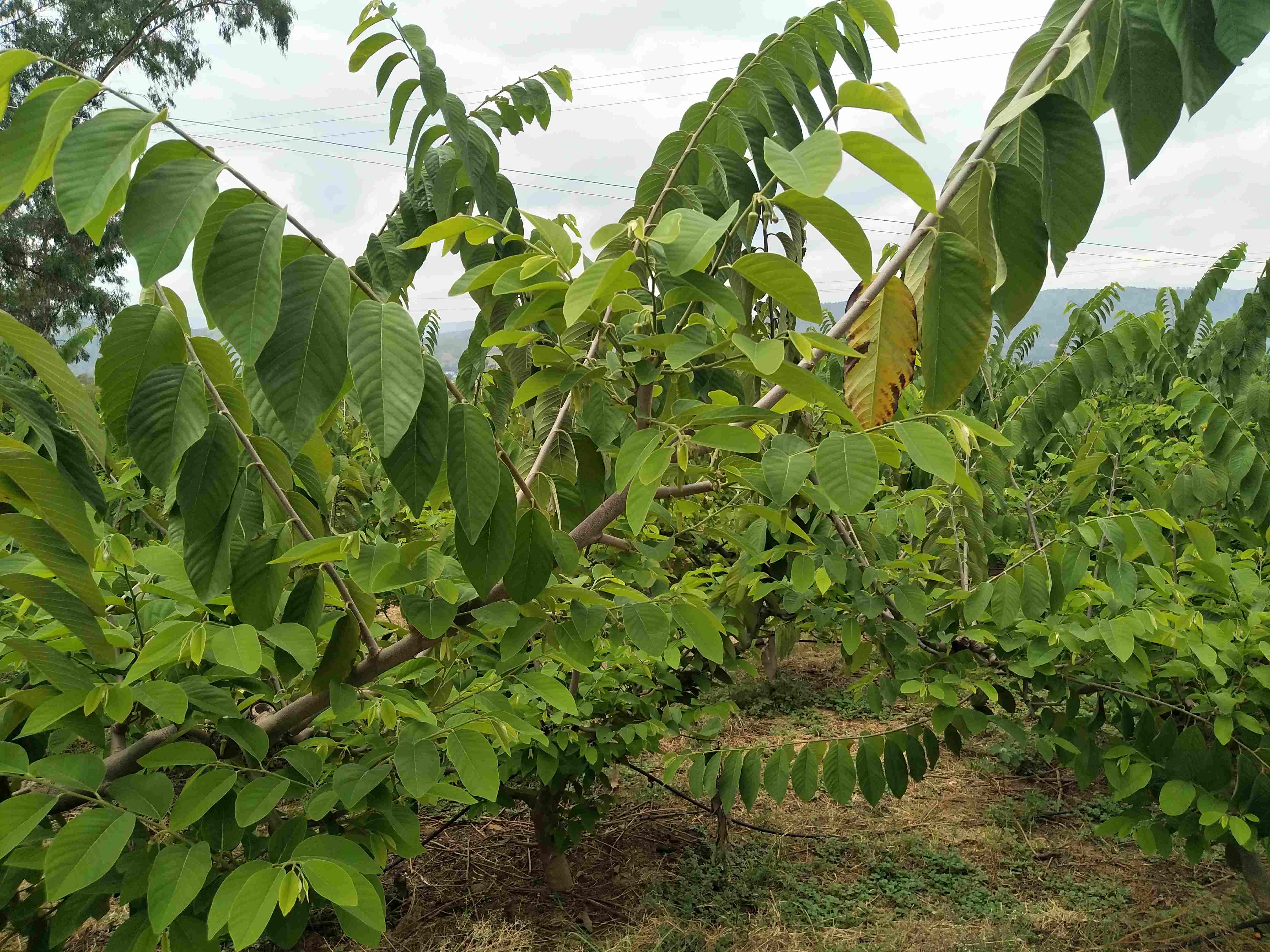 释迦果树种植方法详解 掌握这些必备技术，轻松实现丰产优果